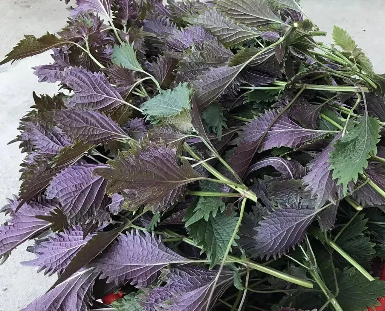 Shiso Seeds - 150 Pack - Perilla frutescens - 2024 USA Grown Herb Seeds