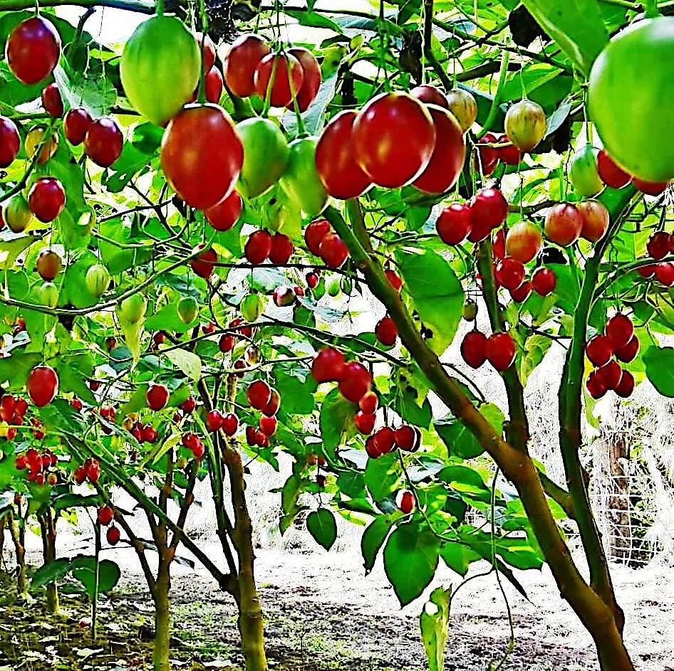 Tamarillo Tree Tomato Seeds - Fast Growing Solanum betaceum - High Yield Fruit