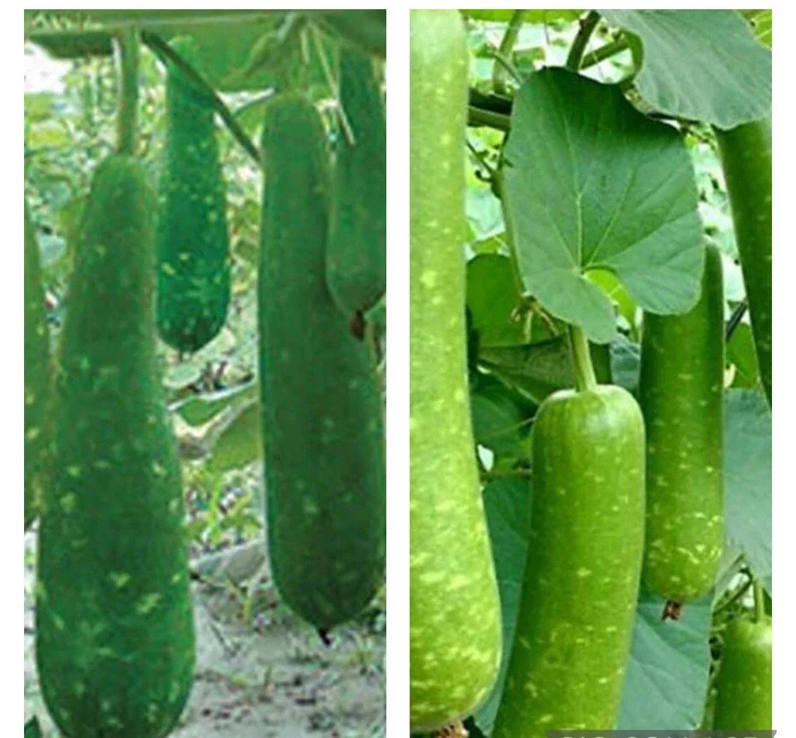 Long Mottled Green Gourd Seeds - 15 Heirloom Non-GMO Seeds Cucurbita pepo