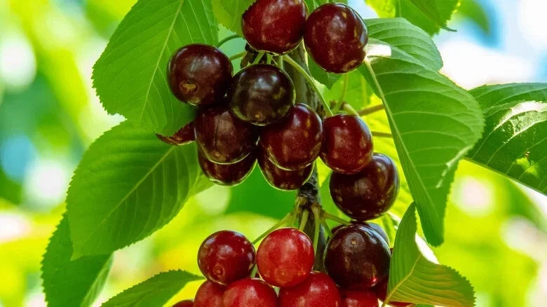 Sweetheart Cherry Seeds – Fruit-Bearing Prunus avium for Home Gardens, 10+ Pack, Non-GMO, Fast Shipping