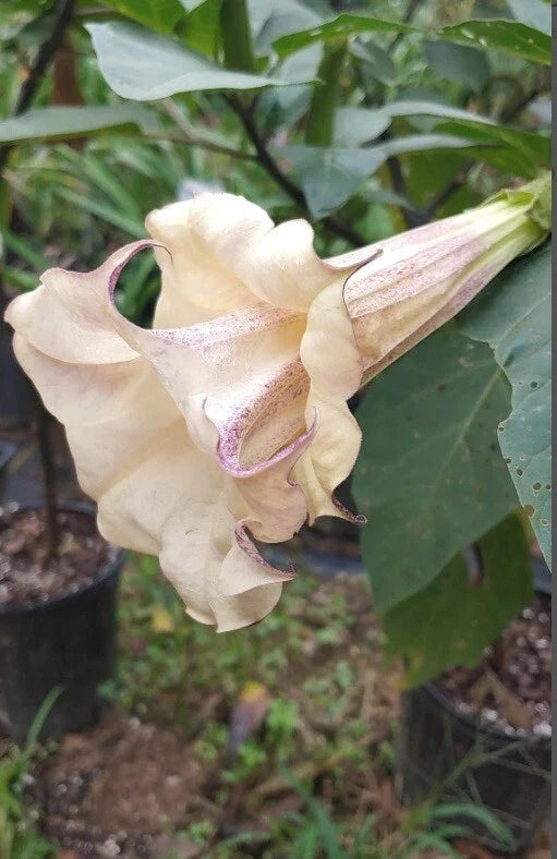Chocolate Angel Trumpet Seeds - 10 Pack Brugmansia Datura, Fragrant Trumpet Flowers, Easy Grow, Pollinator Attractant, USA Grown