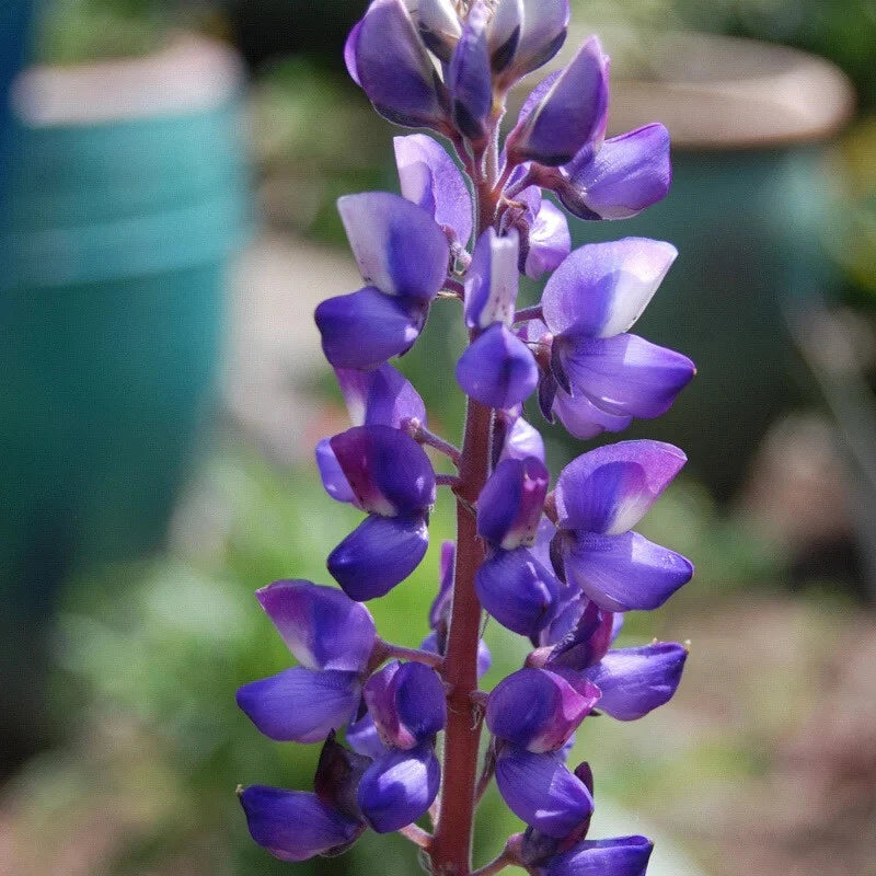 Lupin Flower Seeds - Arroyo Lupine (Lupinus succulentus) with Blue and Purple Blooms