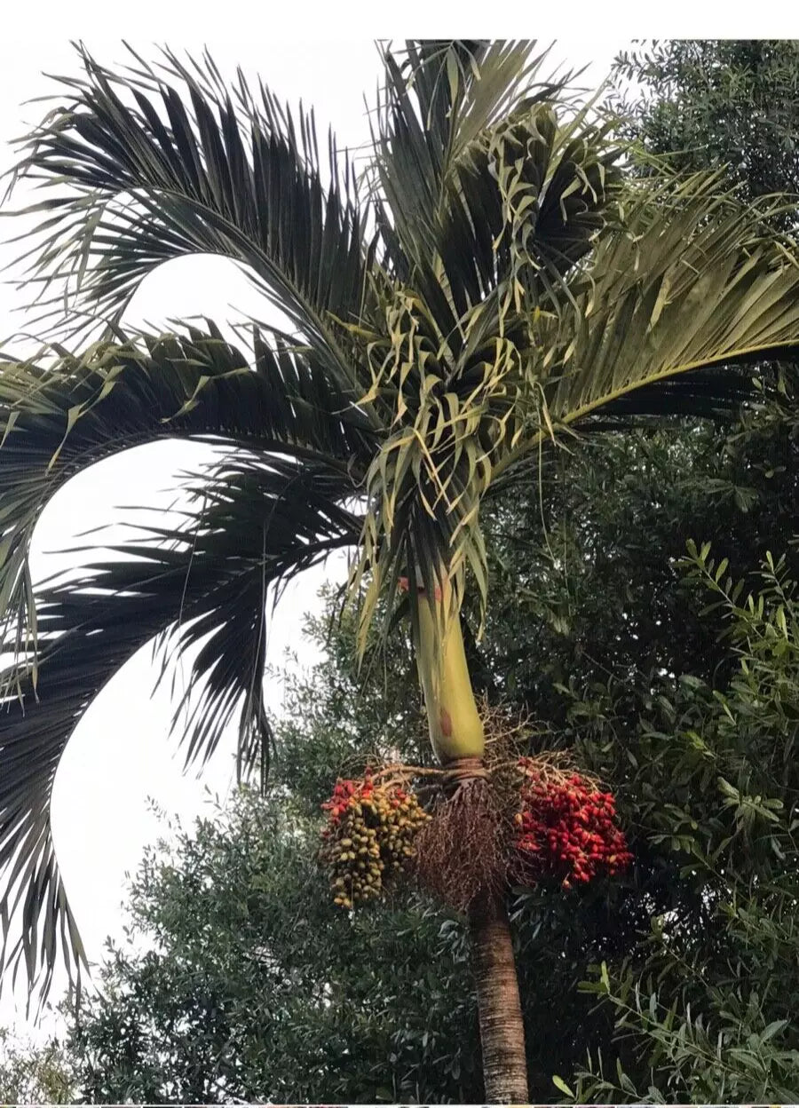 Tropical Christmas Palm Seeds 35 Pack Dwarf Royal Adonidia Merrillii Live Perennial Drought-Resistant Seeds
