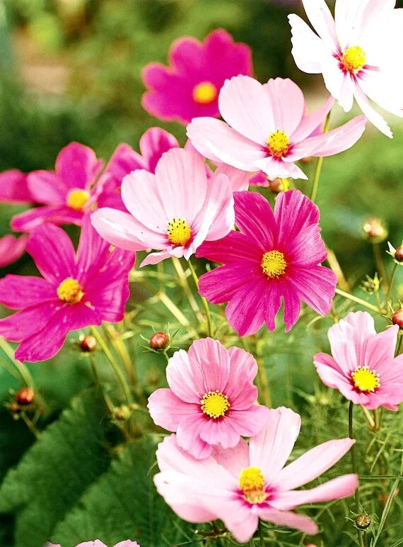 Cosmos Seeds - 200+ Hot Pink & White Mix Flower Seeds for Garden - Cosmos bipinnatus