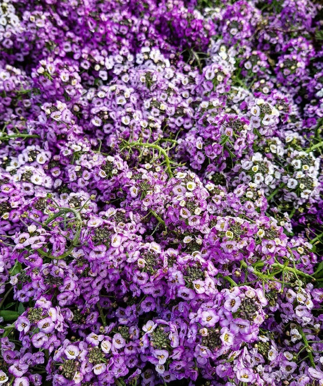 Sweet Alyssum Flower Seeds - 100 Count, Royal Color, Lobularia maritima, Fragrant, Pollinator Attracting, Ground Cover, Container Plant