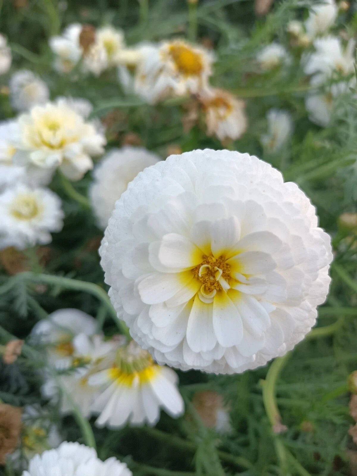 Moonlight Marigold Seeds - 30 Non-GMO Heirloom Large Double Blooms - Tagetes erecta Garden Flower Seeds