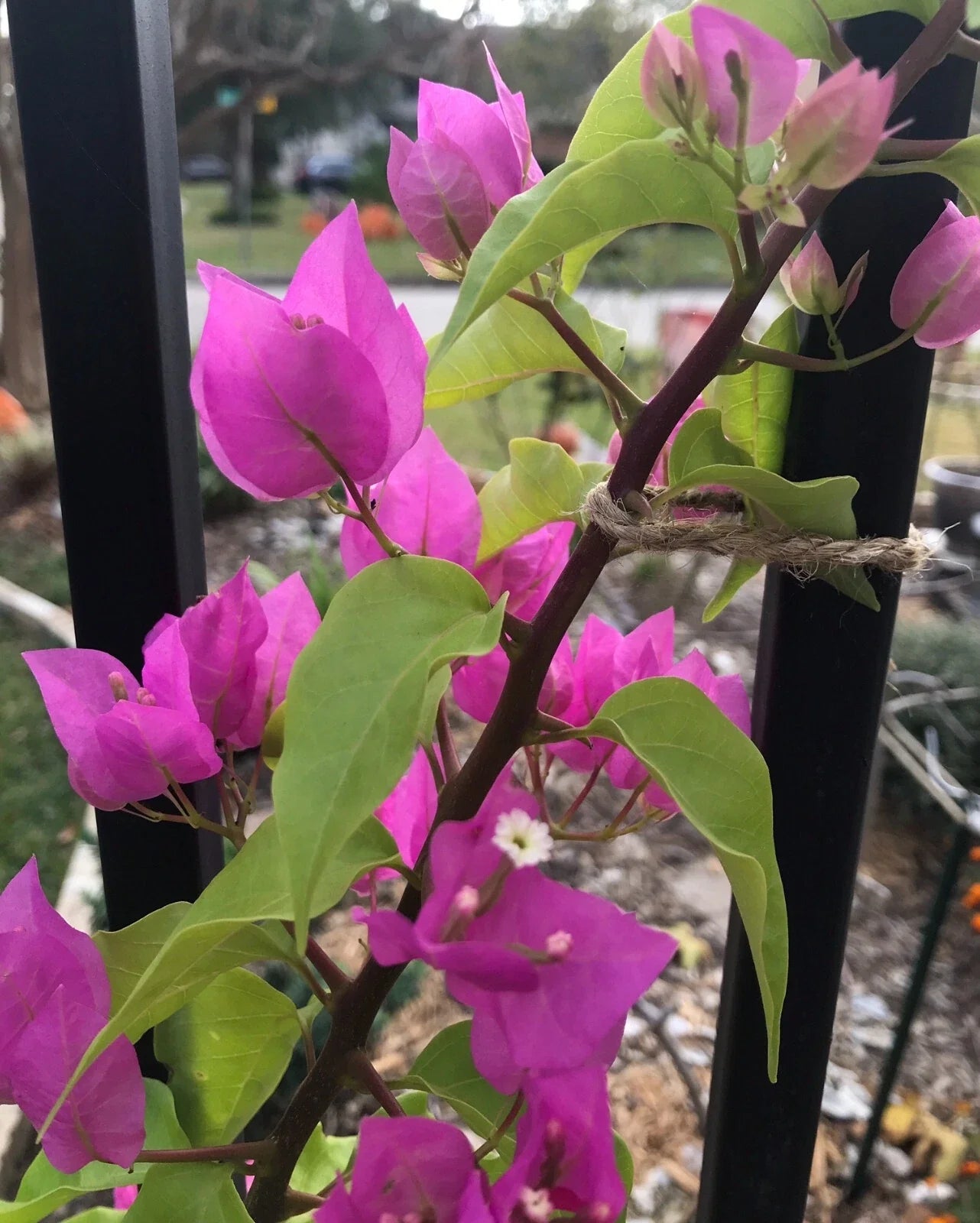 Bougainvillea Plant - Bare Root Live Vining Bougainvillea spectabilis - Full Sun, Drought Tolerant, Well Rooted