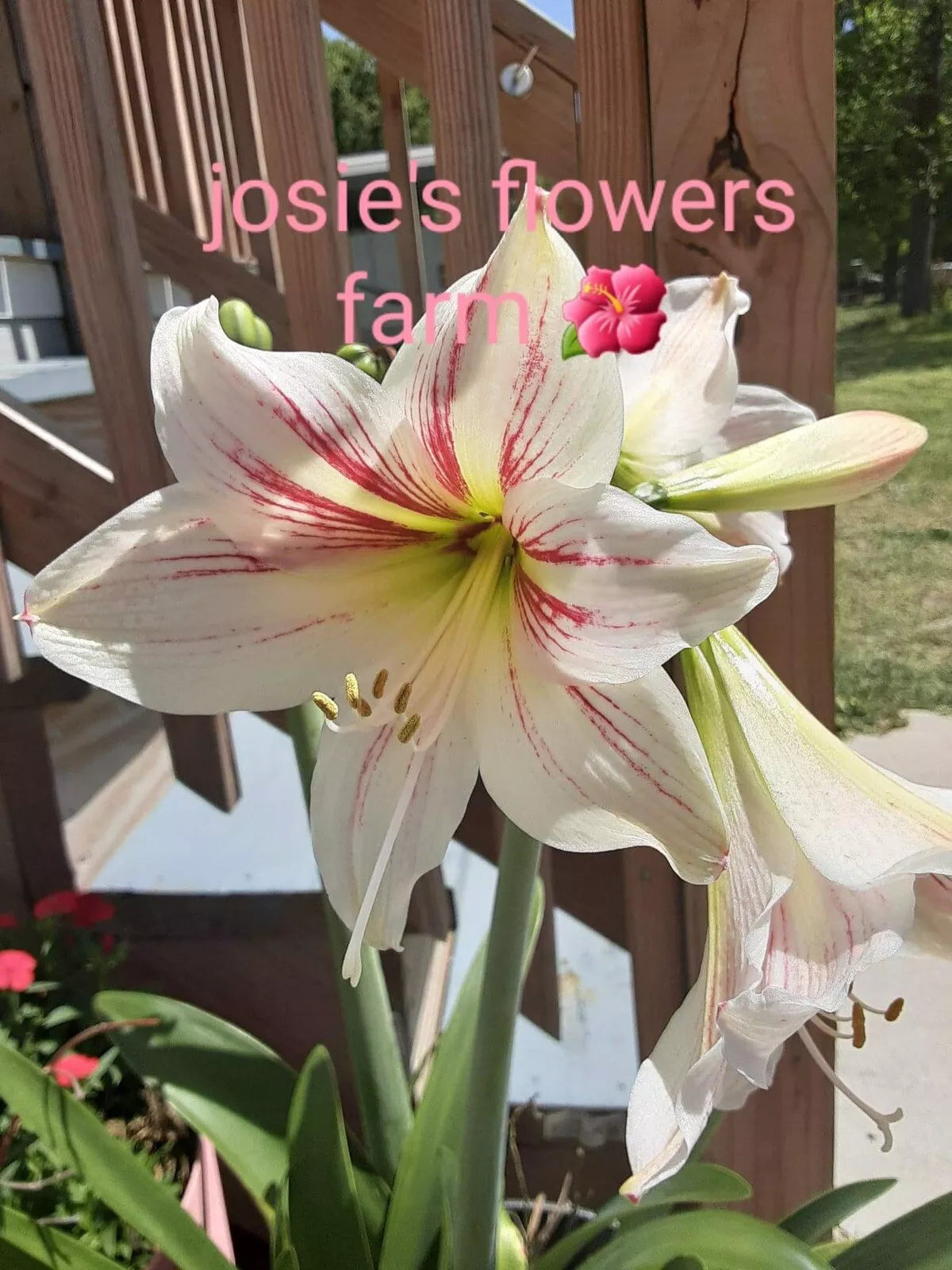 Easter Lily Seeds 10 Pack - White with Pink Flowers - Lilium longiflorum - Garden Bulbs for Borders & Containers