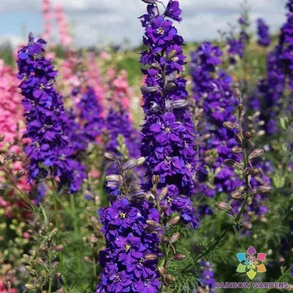 Delphinium Seeds - 200+ Lilac Spire Perennial Flower Seeds for Garden Planting - Delphinium elatum