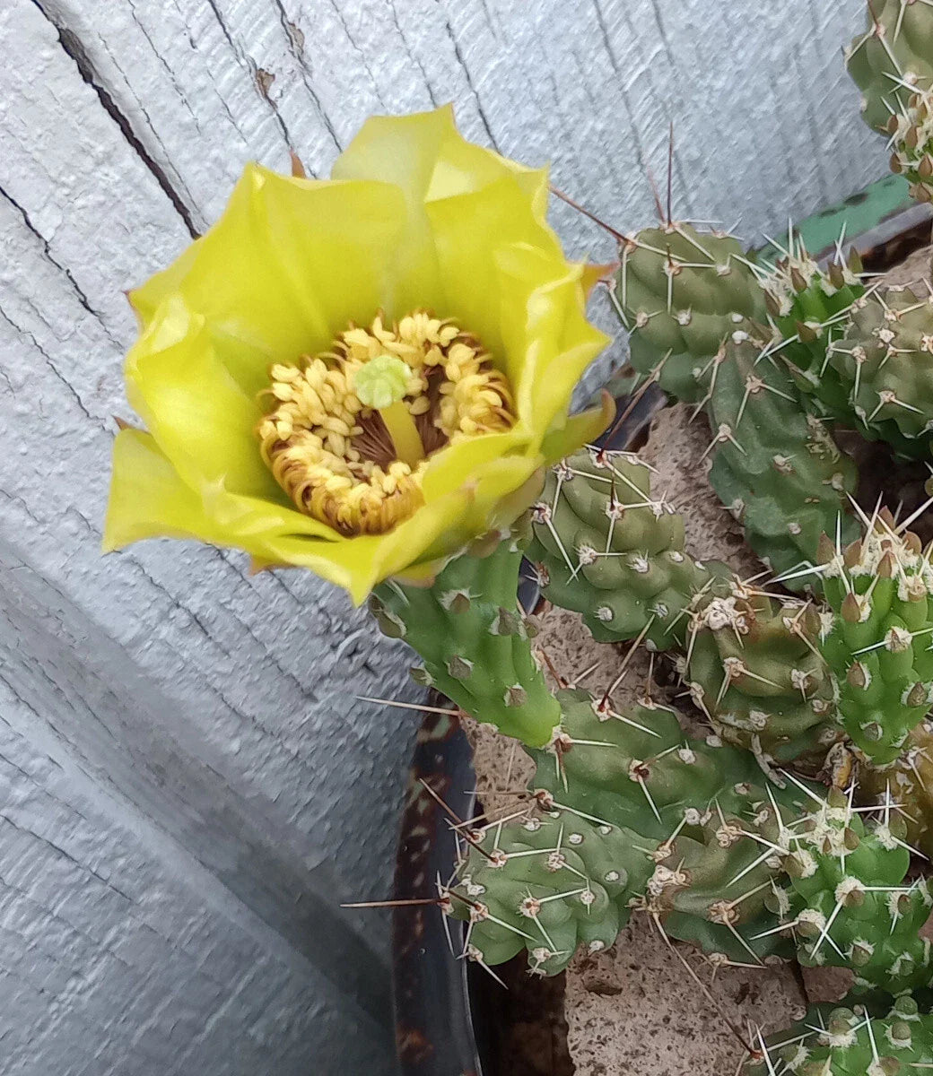 Grusonia Bulbispina Cactus Cuttings - Rare Mat-Forming Succulent Plant - Durango Zacatecas Native - 4 Healthy Clippings