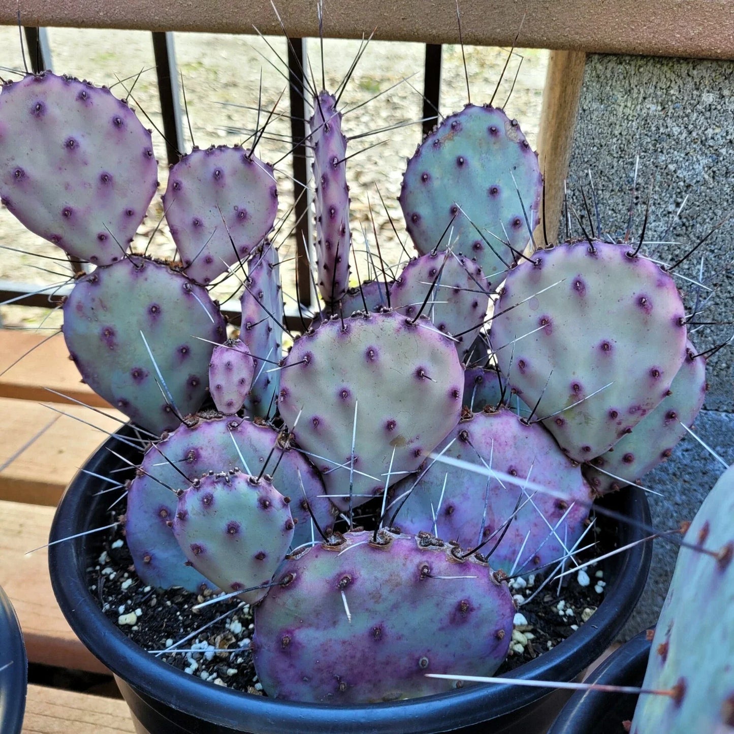 Purple Cactus Seeds - Opuntia Santa Rita Prickly Pear Fruit Rare Hardy Fast Growing 10 Pack