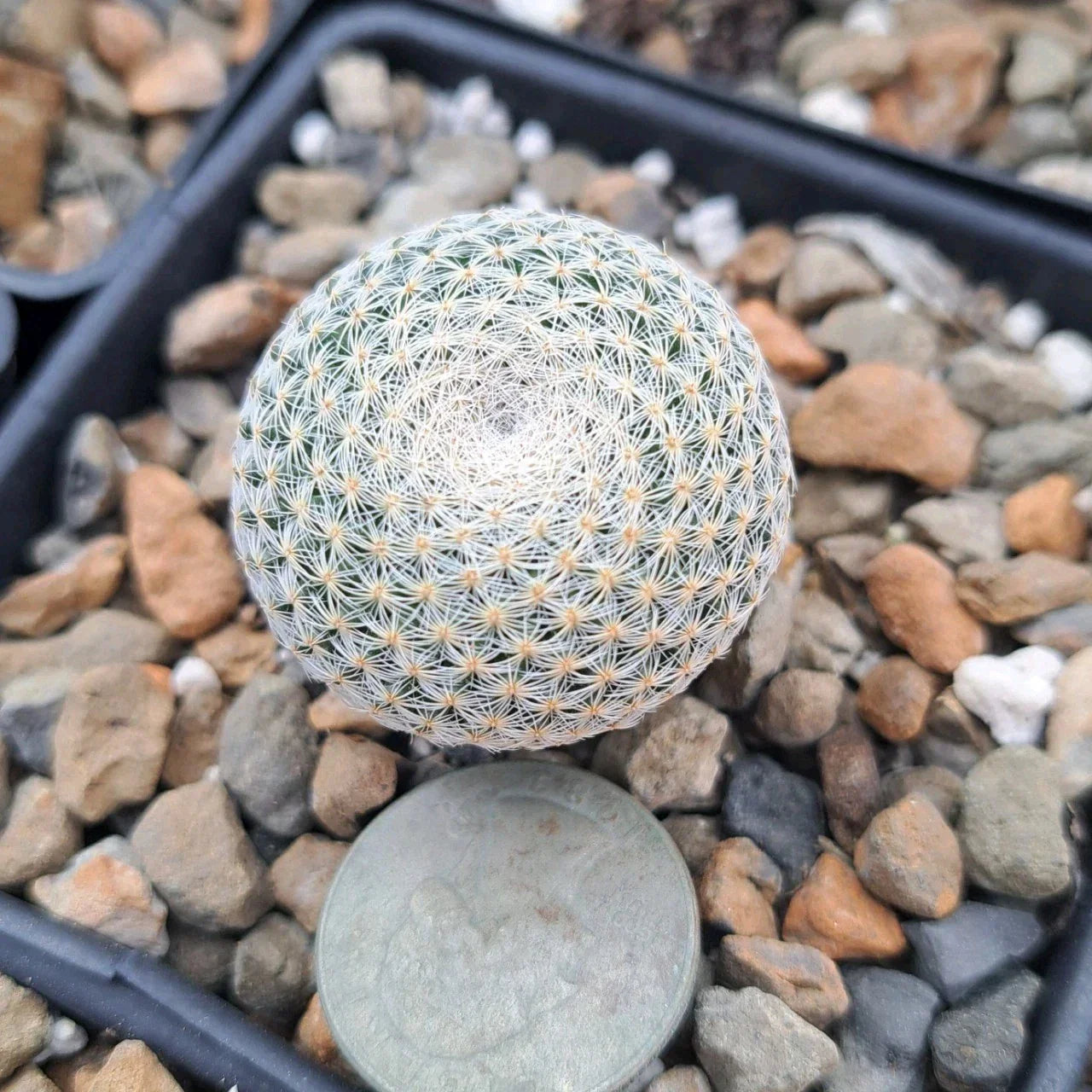 Mammillaria Microthele Bare Root Cactus - Unique Drought-Tolerant Succulent Plant