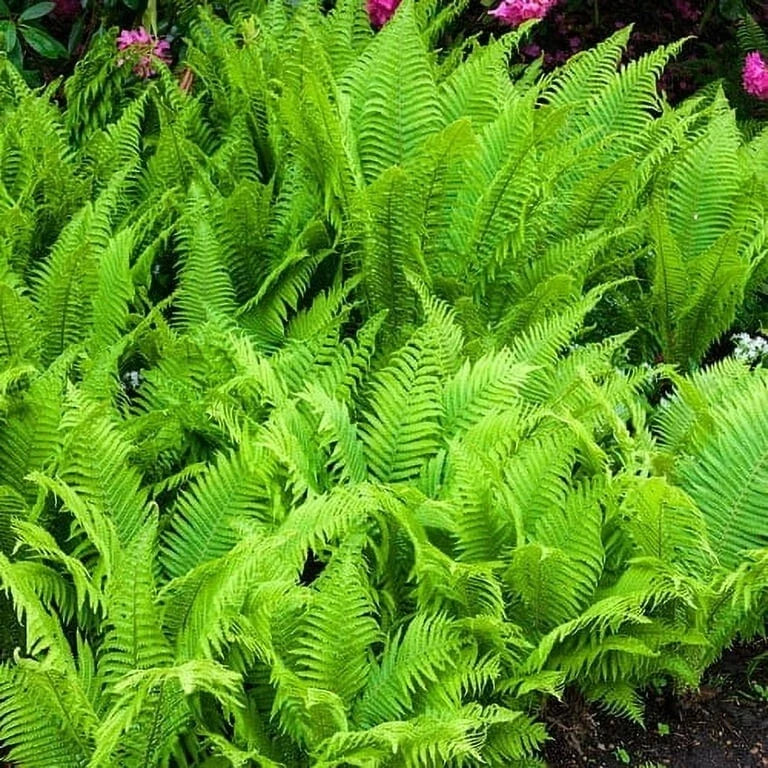 Hay Scented Fern Clumps Bare-Root Ground Cover Dennstaedtia punctilobula, Fast Growing Shade Plant