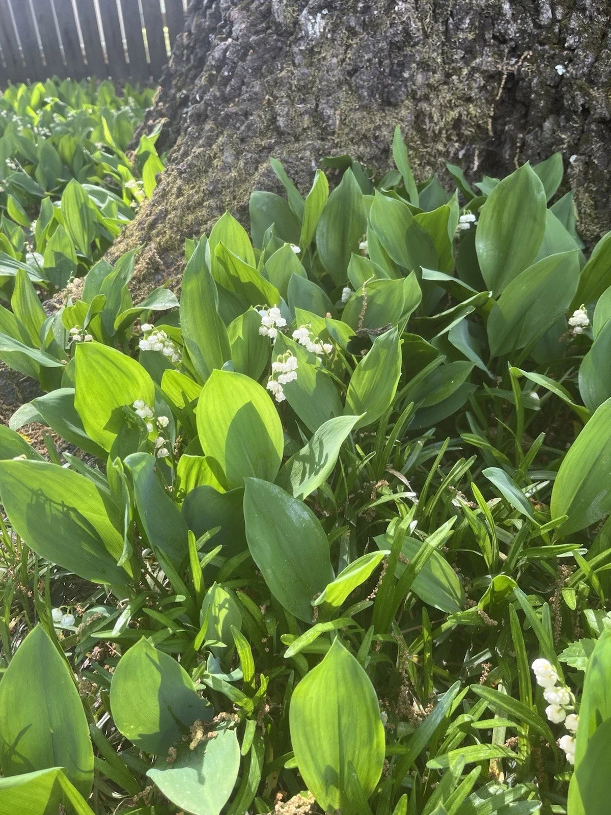 Lily of the Valley Bare Root Plants 40 Pack - Shade Ground Cover Convallaria majalis, Fragrant White Flowers