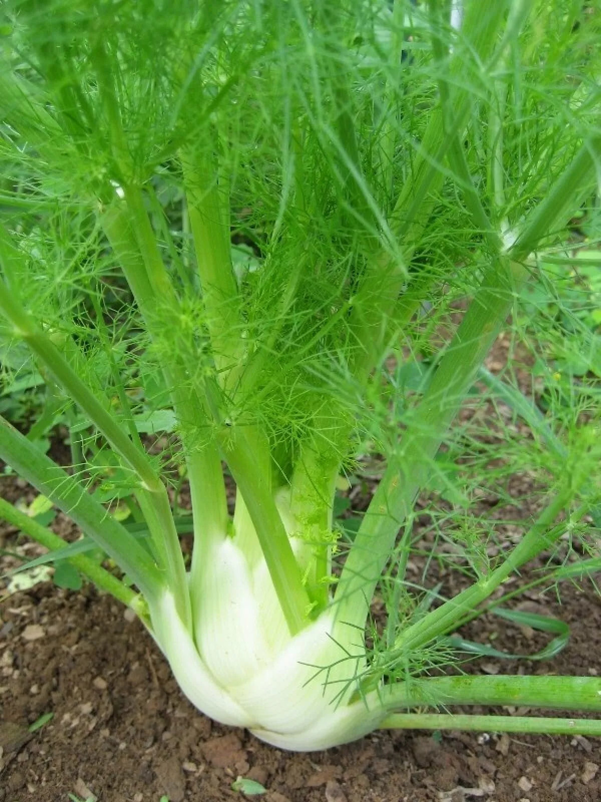 Florence Fennel Seeds 250+ Non-GMO Vegetable Garden Seeds - Foeniculum vulgare var. dulce