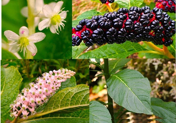 American Pokeweed Seeds – Phytolacca americana – Native Wildflower for Garden, Attracts Wildlife, Ornamental Plant, 30+ Seeds
