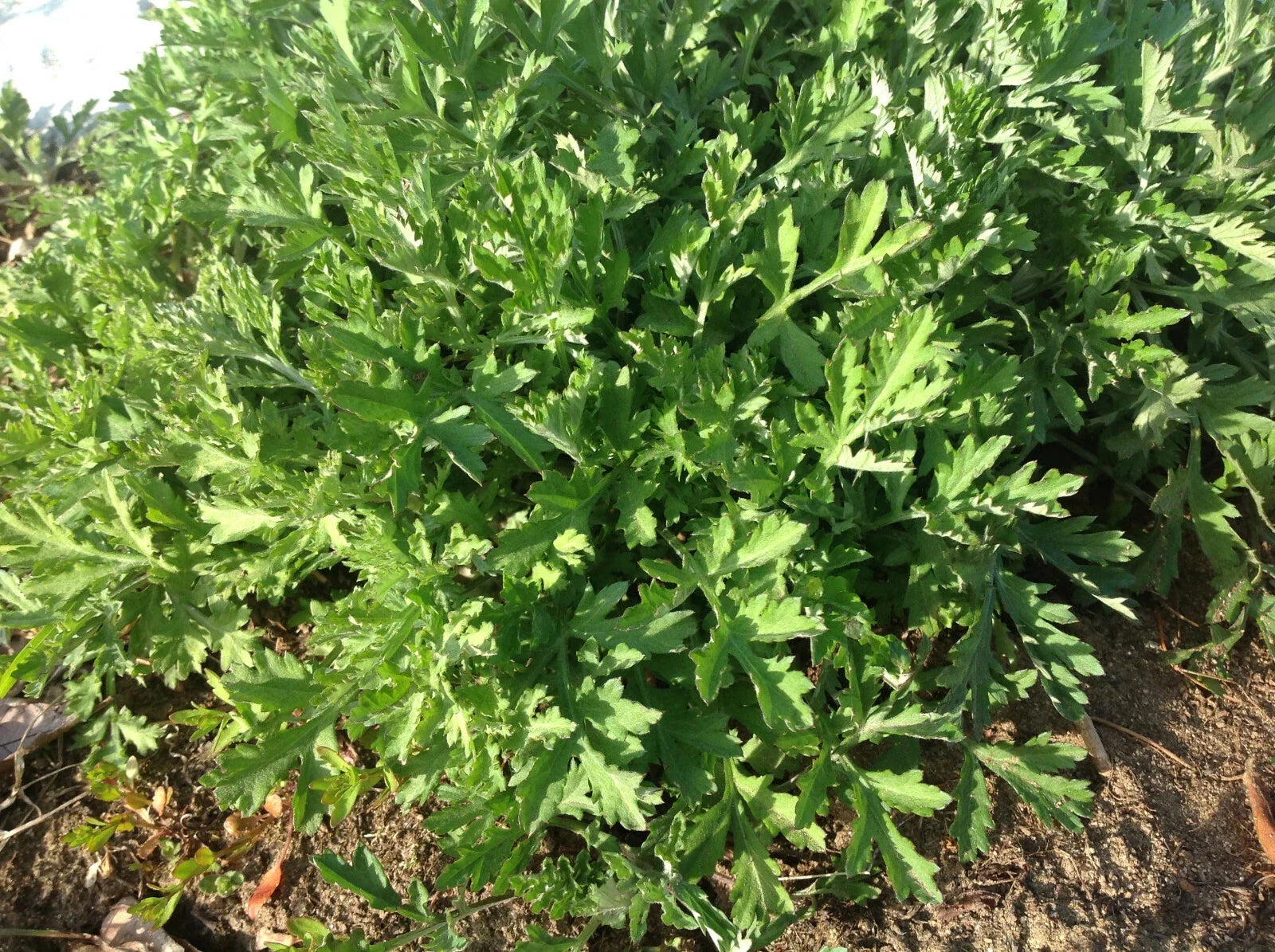 Live Artemisia argyi Mugwort Plant – Organic Rooted Herb for Wellness, Medicinal & Culinary Use