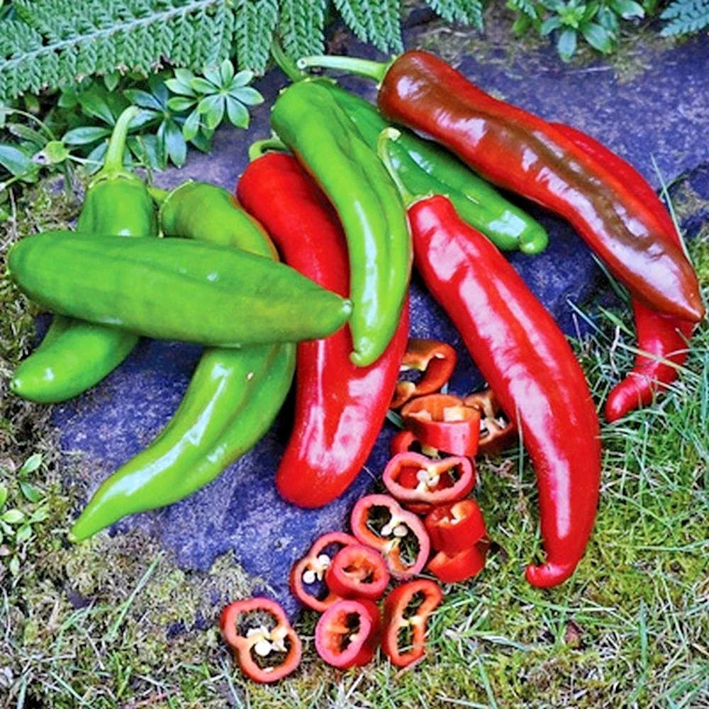 Organic Anaheim Chili Pepper Seeds - Heirloom, Non-GMO, Easy to Grow, Container Friendly, Capsicum annuum