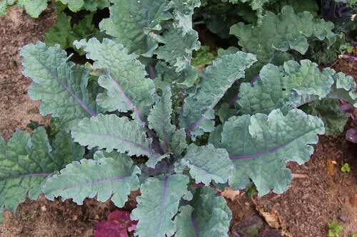 Red Russian Kale Seeds – Tender Greens, Large Leaves, Brassica napus, Pack of 200-30,000 Seeds