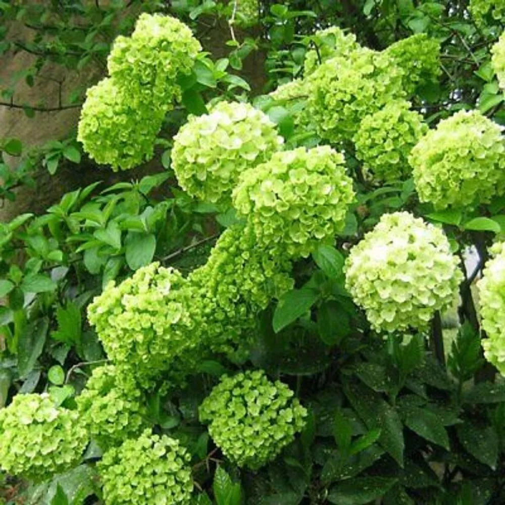 Lime Light Hydrangea Seeds - Perennial Flower Seeds for Garden - Hydrangea paniculata 'Limelight' - 5 Pack