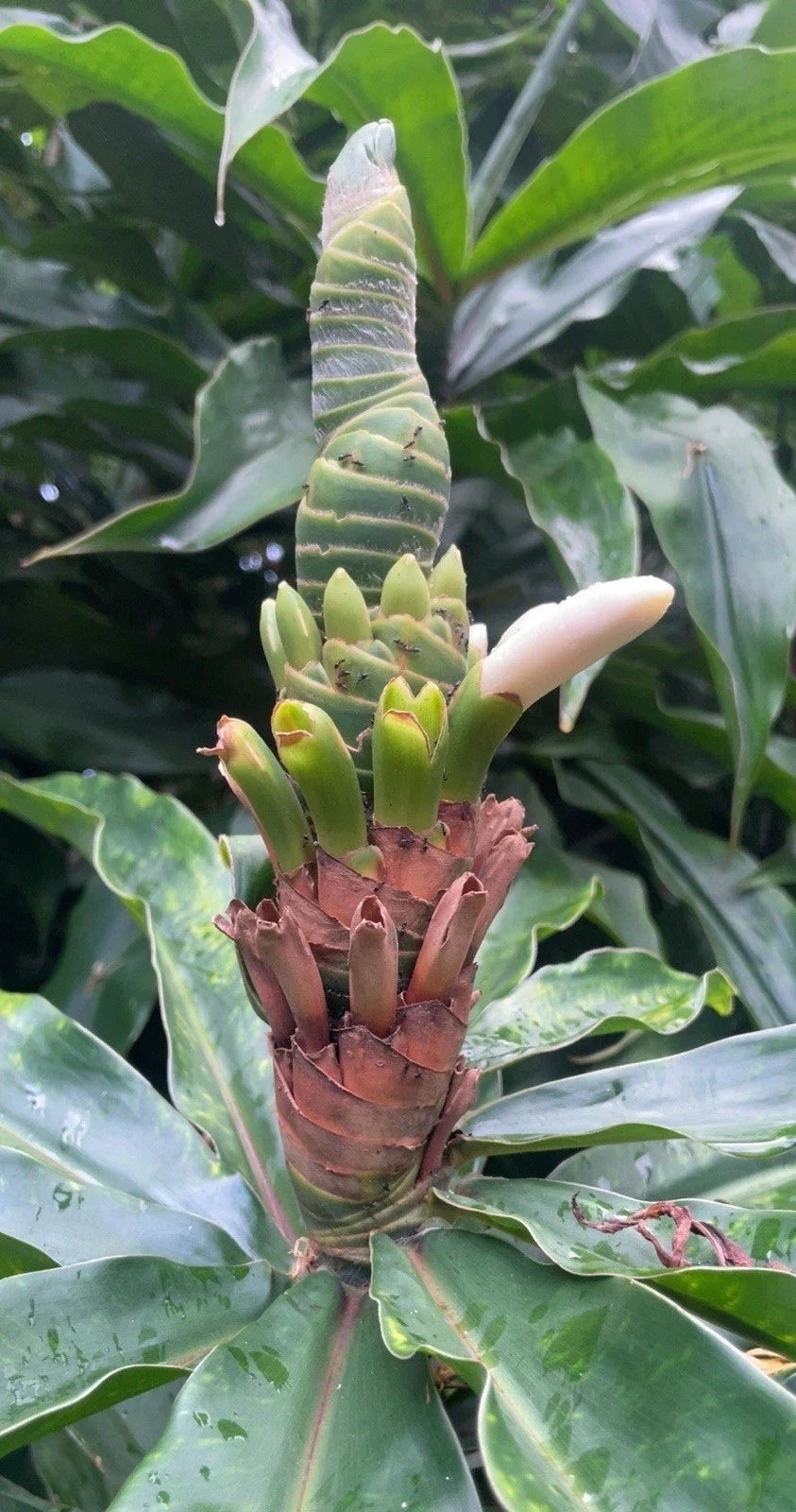 Yellow Spiral Ginger Cuttings - 5 Rooted Dimerocostus strobilaceous, Hawaii Grown, Tropical Plant for Garden & Indoor Use