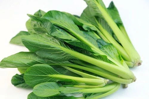 Tendergreen Mustard Seeds – Brassica juncea – 200+ Seeds for Salad, Stir-Fry & Garnish – USA Grown