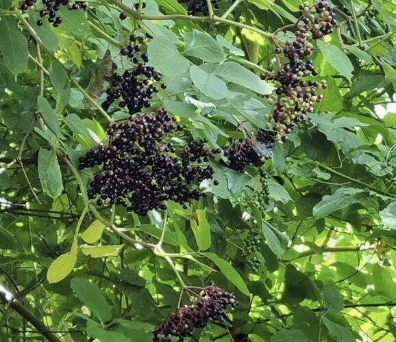 European Black Elderberry Seeds - 100 Pack - Sambucus nigra - Deciduous Tree for Gardens and Landscaping