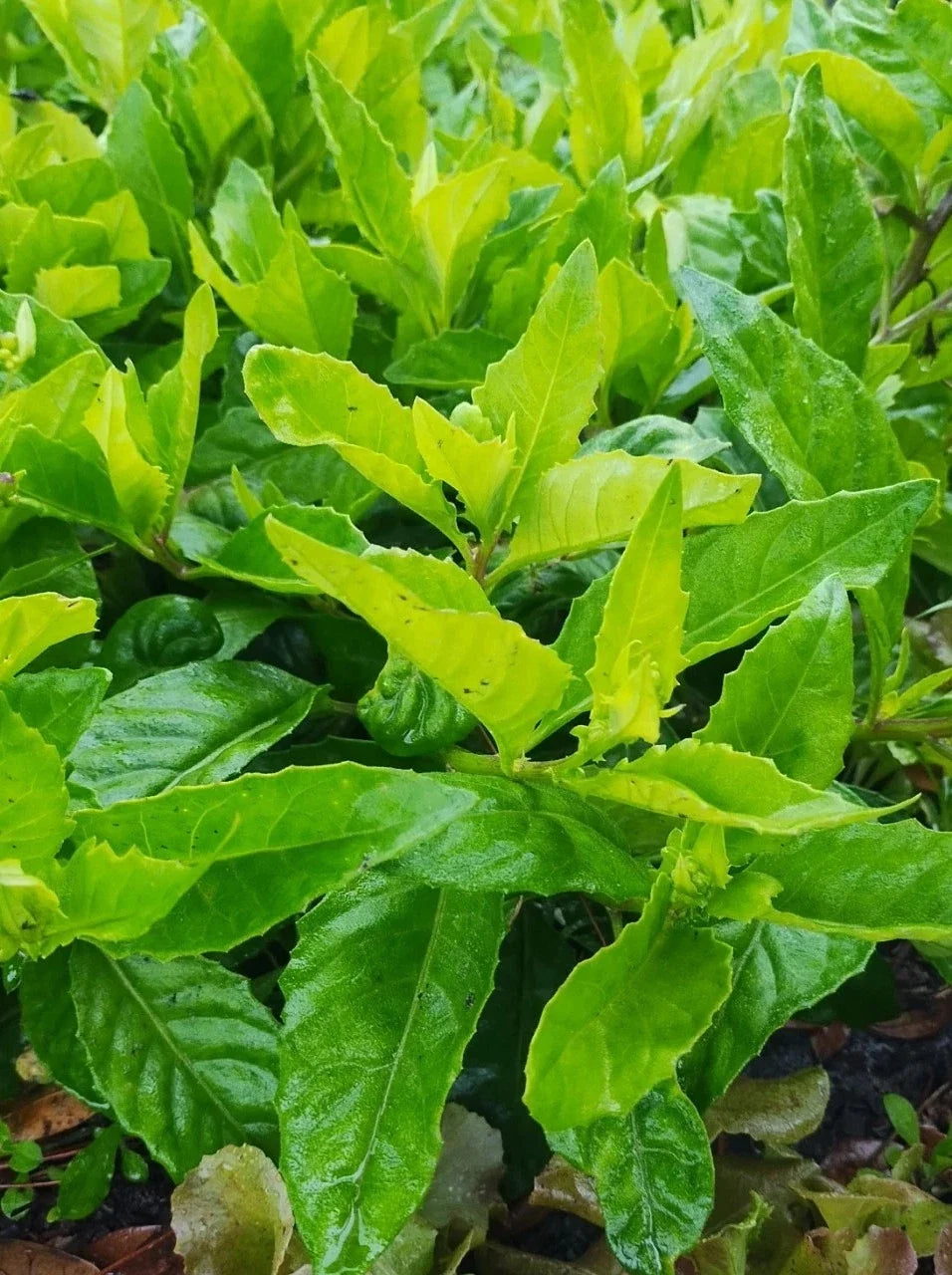 Longevity Spinach Cuttings - 6-Inch Gynura Procumbens Edible Plant, Healthy Green Vegetables, Indoor & Garden Growing