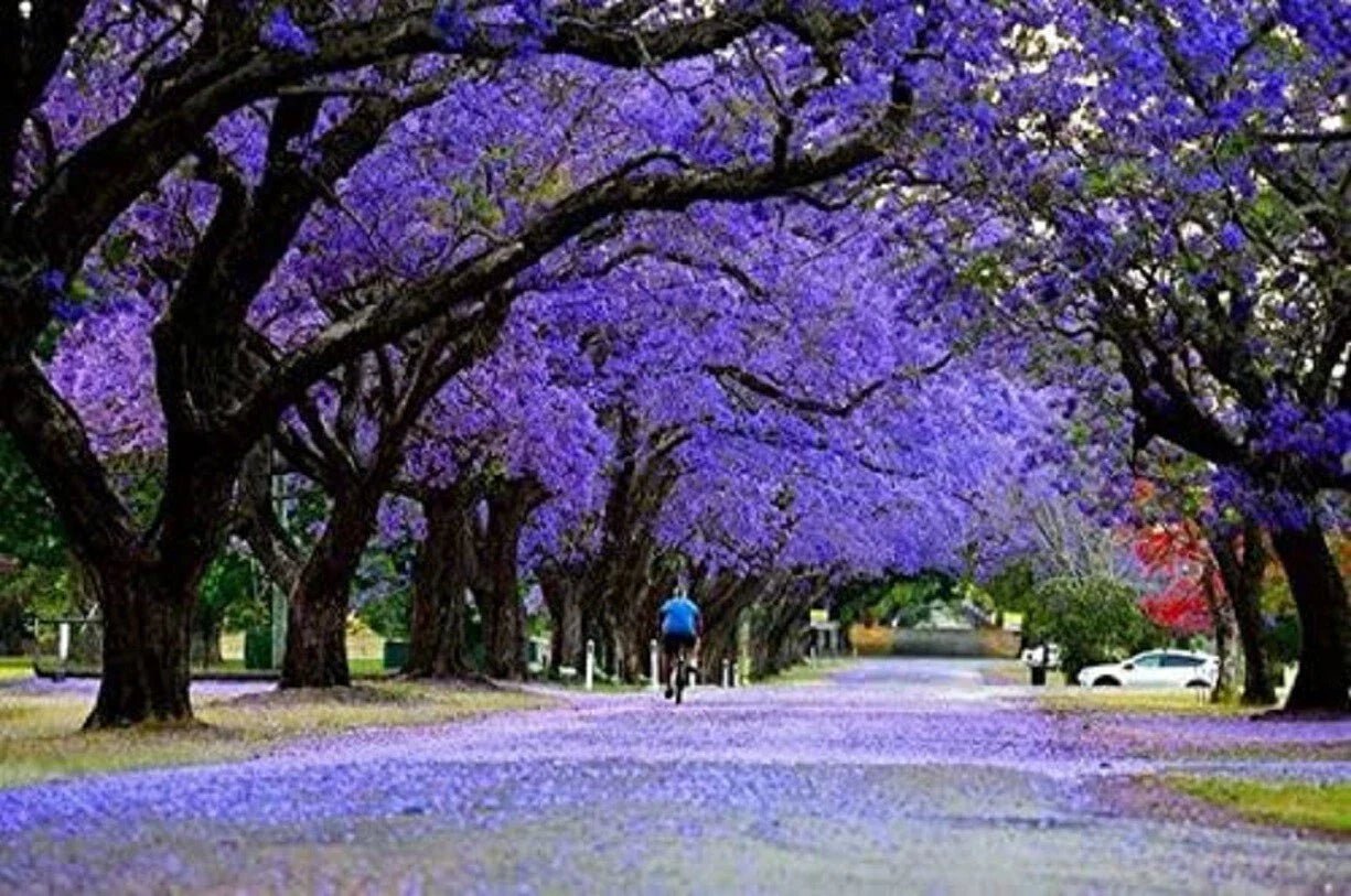 Blue Jacaranda Tree Seeds - 25 Seeds, Exotic Flowering Tree, Jacaranda mimosifolia, Fast-Growing, Lavender Blue Flowers