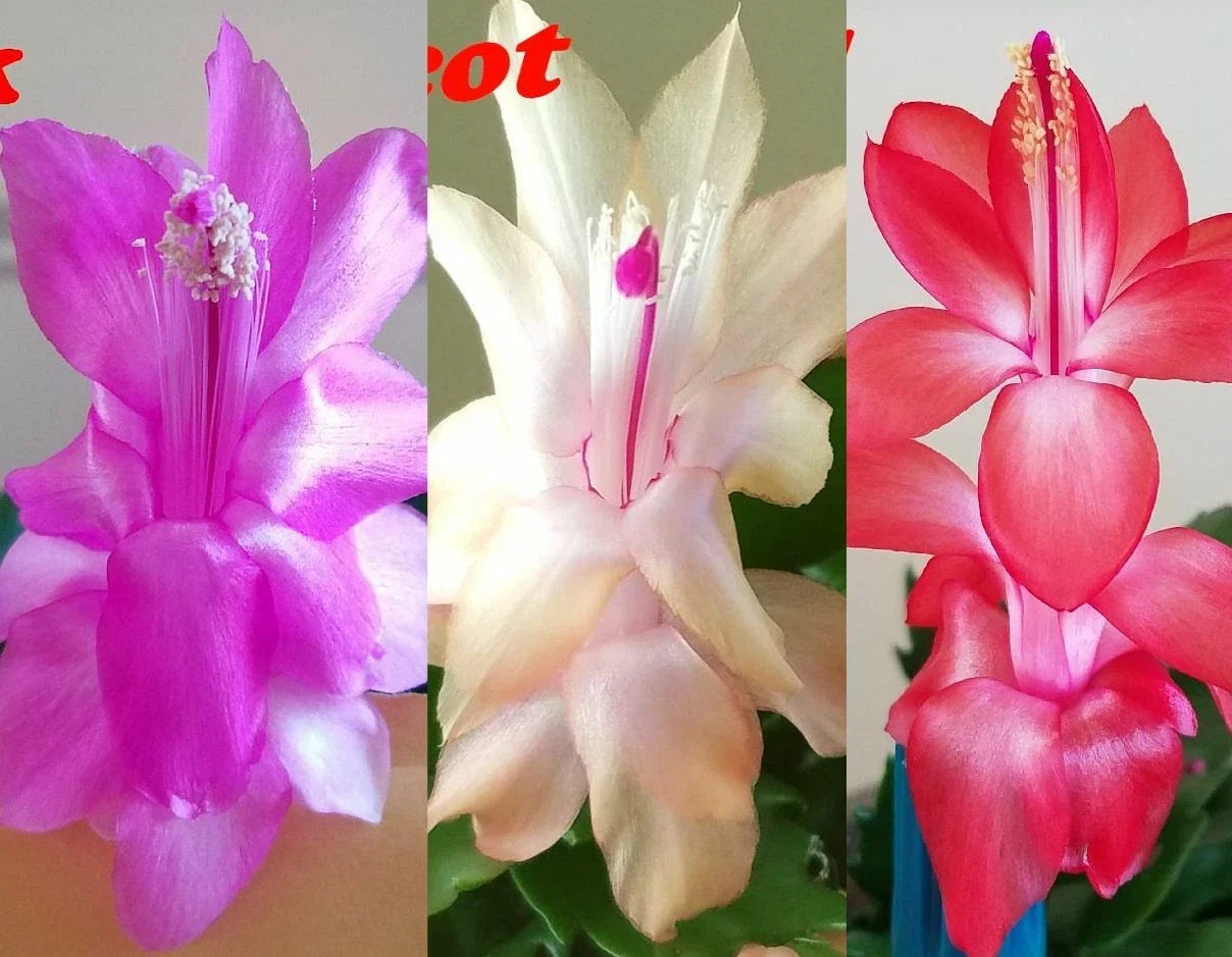 Christmas Cactus Stem Cuttings - 3 Colors - Schlumbergera - Ready to Root for Indoor & Outdoor Gardening