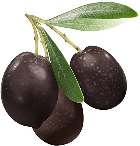 Bonsai Olive Tree Seeds 10 Pack Olea europaea Indoor Outdoor Planting Kit