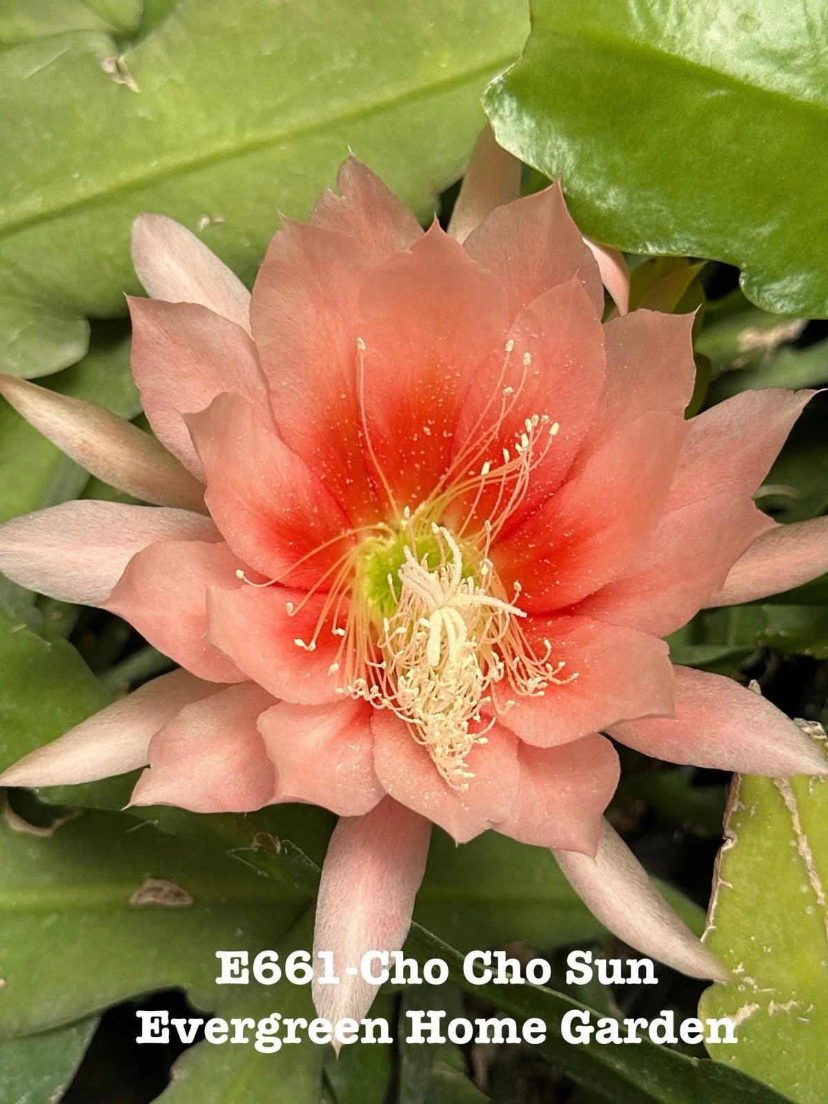 Epiphyllum Orchid Cactus "Cho Cho Sun" - 4" Rooted Houseplant - Indoor Garden, Trailing, Low Light, Epiphyllum spp.