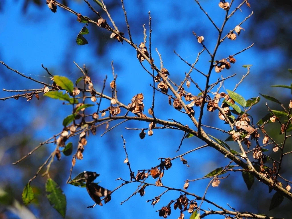 Chinese Elm Tree Seeds - 1,000+ Count - Ulmus parvifolia for Bonsai & Landscaping