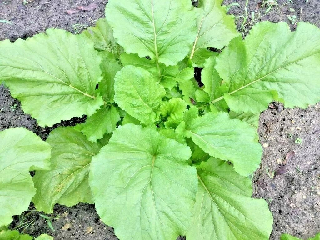Florida Broadleaf Mustard Greens Seeds – Organic Brassica juncea for Spring & Fall Gardens, Container Planting, 600+ Seeds