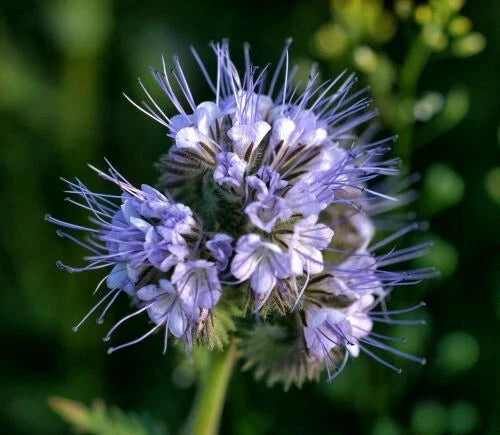Lacy Phacelia Seeds 1,700+ | Purple Tansy Flower Seeds | Phacelia tanacetifolia | Wildflower Garden Pollinator Attractant