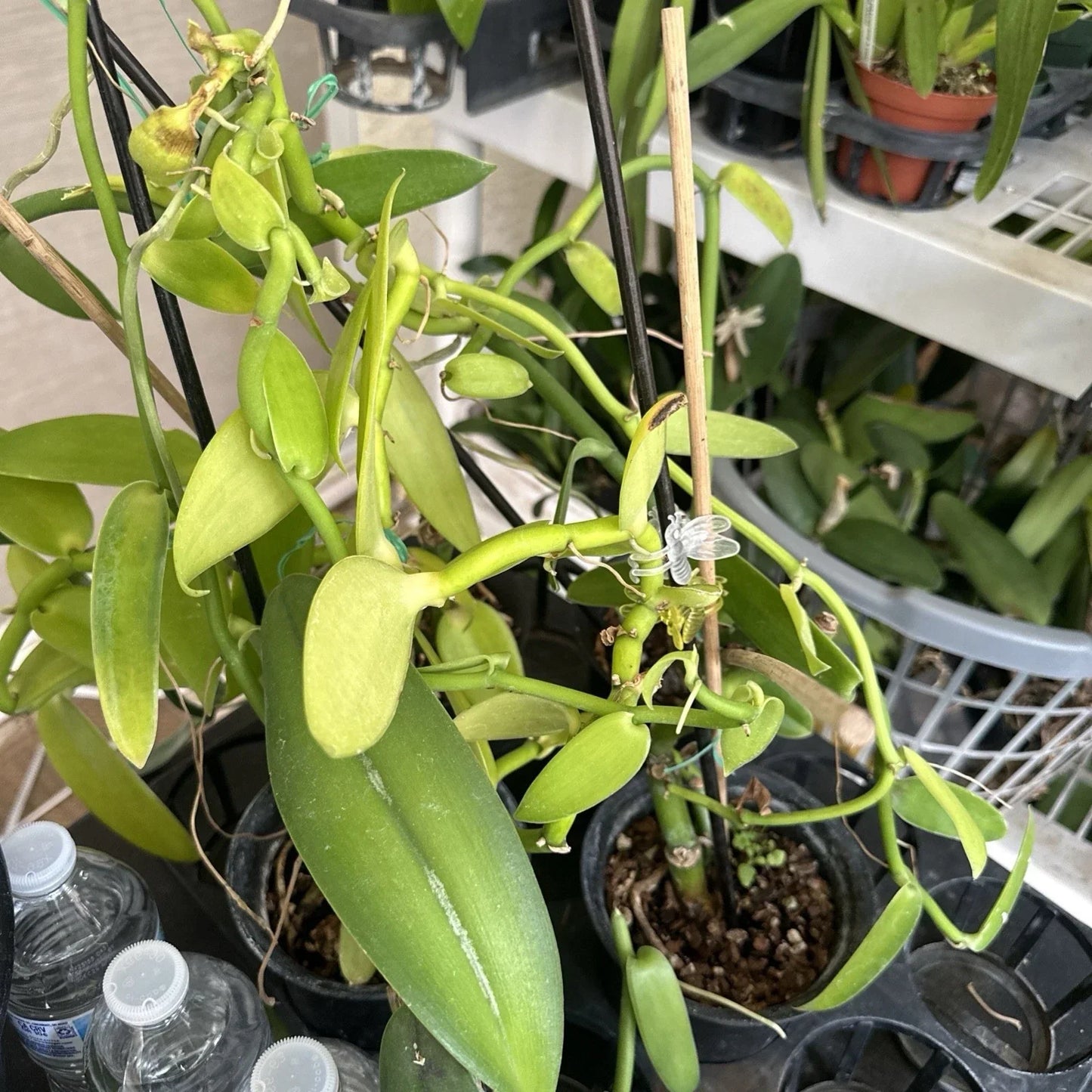 Vanilla Bean Orchid Cutting - 10” Fresh Vanilla Planifolia Vine for Indoor & Outdoor Growing