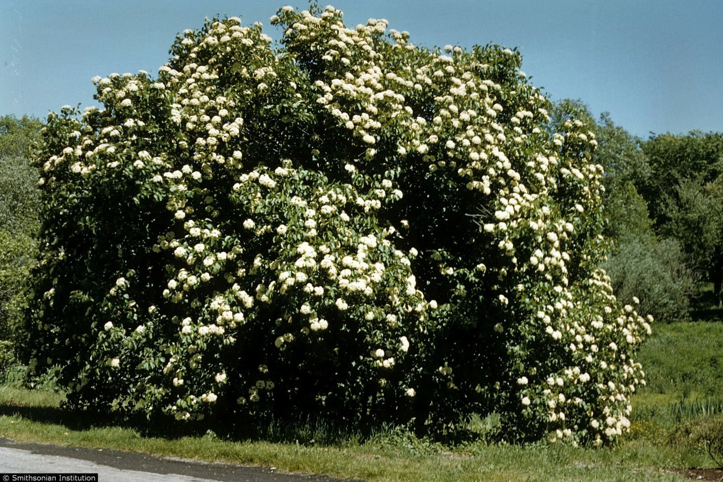 Nannyberry Viburnum Lentago Starter Plant 8-12 Inches Hardy Shrub Small Tree Zones 5-9