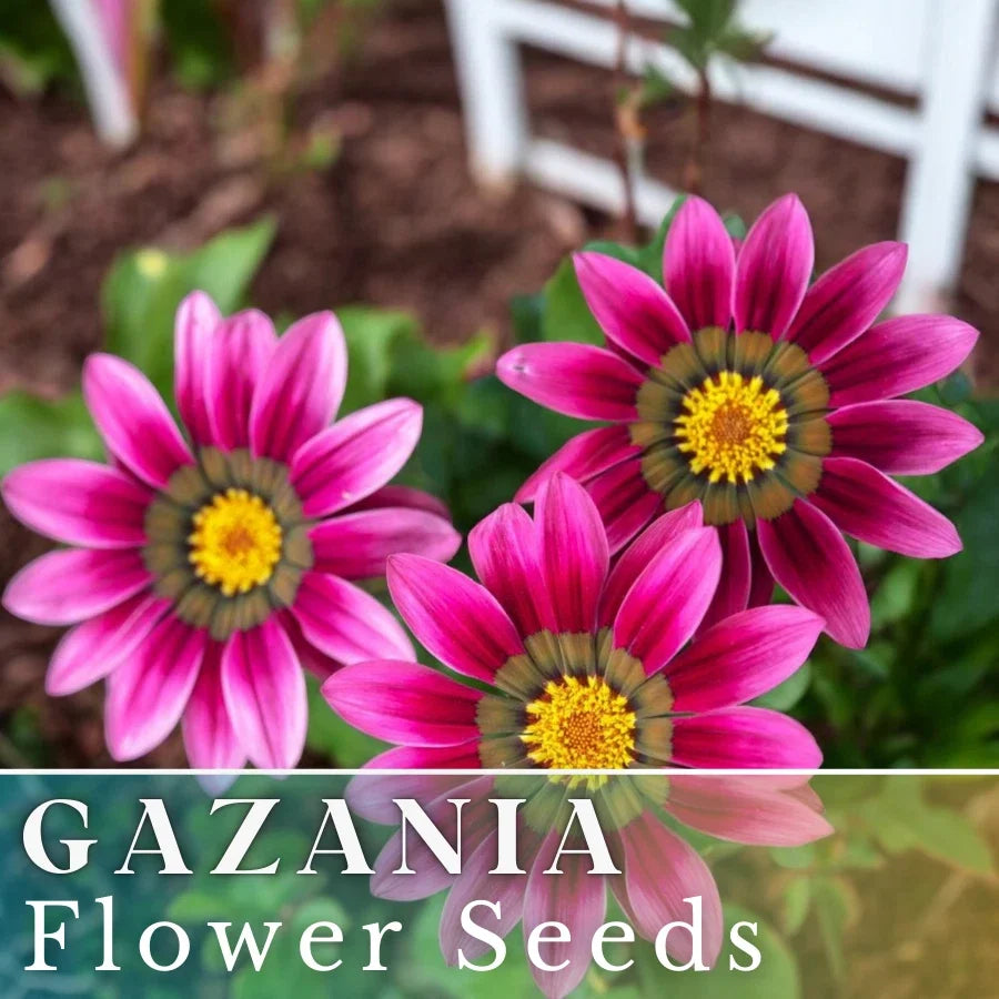Gazania Seeds - 75+ Mystic Flame Variety - Fragrant, Bi-Color Blooms - Gazania rigens Non-GMO Flower Seeds