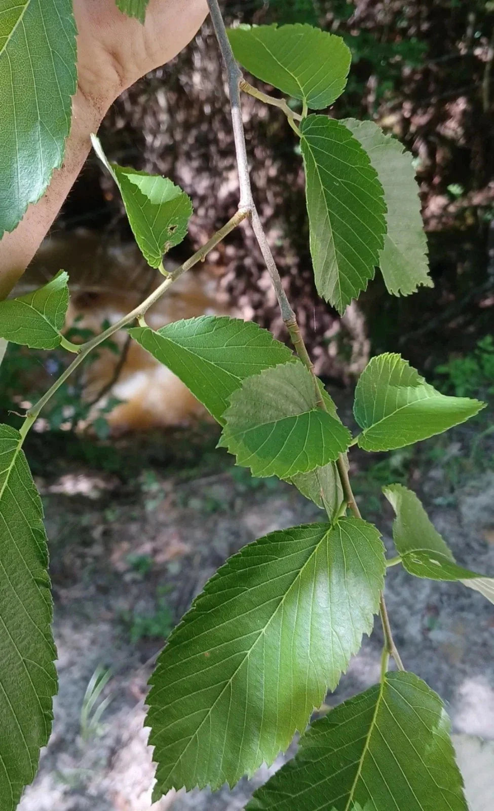 American Elm Tree Cuttings 8 Pack Non-Rooted Propagation Ulmus americana for Landscaping