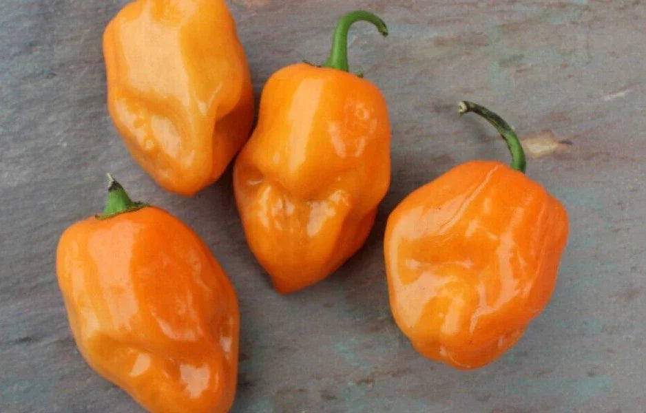 Super-Hot Orange Habanero Pepper Seeds – 25 Capsicum chinense, Spicy Flavor, High Yield, Fresh Seeds for Home Garden