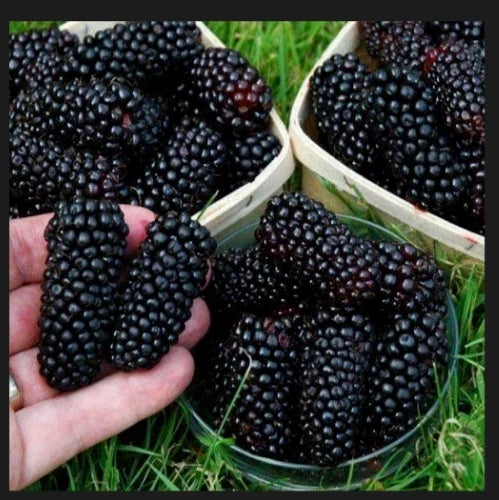 Big Daddy Thornless Blackberry Plants - 5 Bare Root Rubus for Outdoor Garden, Zones 5-9