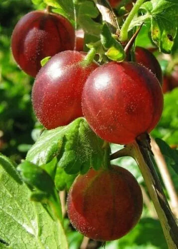 Captivator Gooseberry Plant - Live Rooted Shrub, Self-Pollinating, Ribes uva-crispa, Zones 3-8