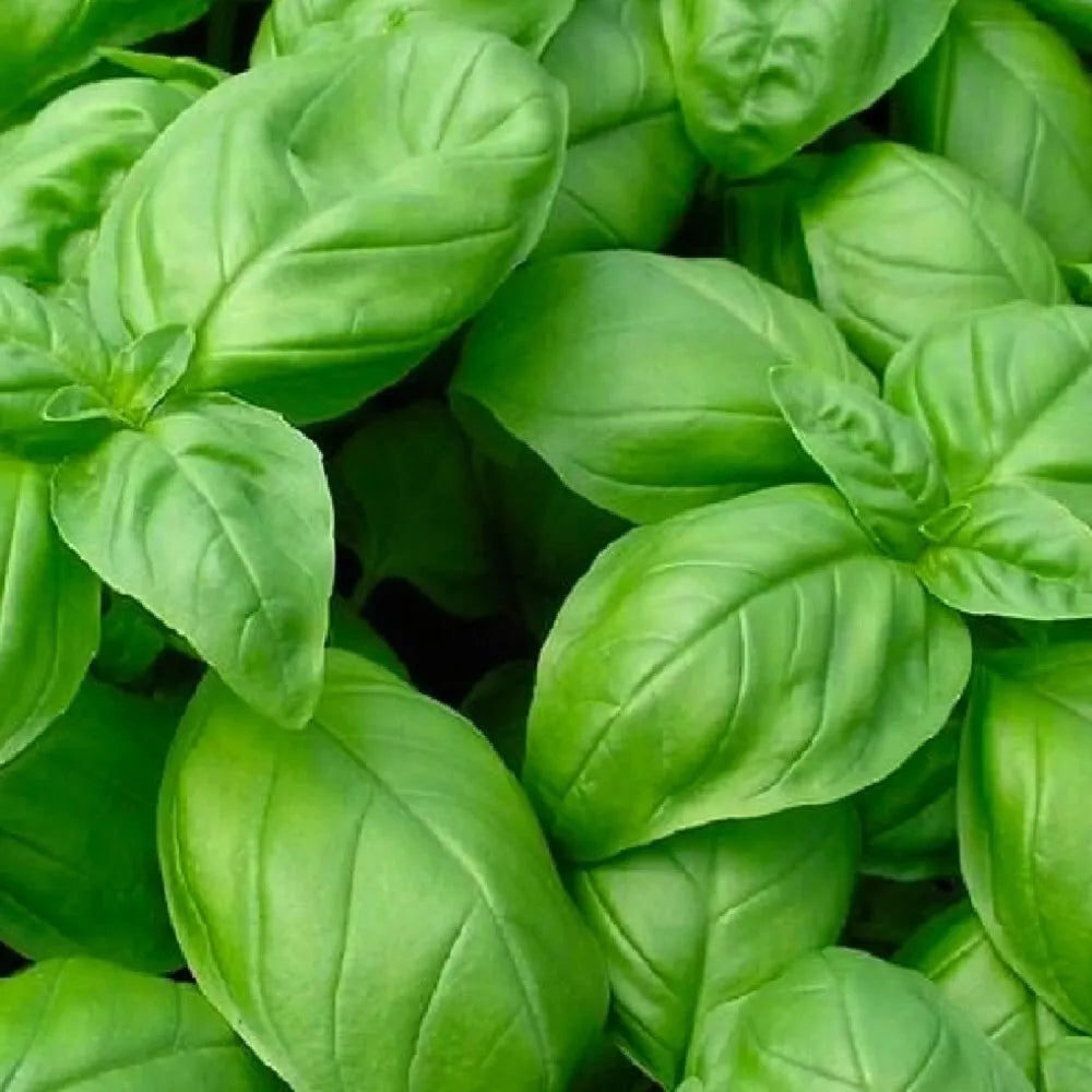 Genovese Basil Seeds | NON-GMO Heirloom Culinary Herb | Ocimum basilicum