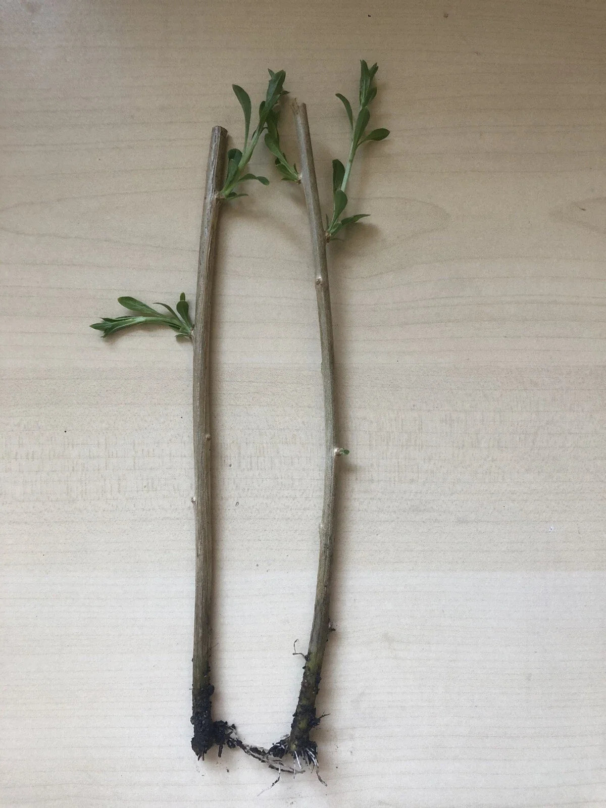 Goji Berry Live Plant - Bare Root Fresh Cuttings - Lycium barbarum - Nutrient-Rich Berries, Easy to Grow, Hardy Shrub