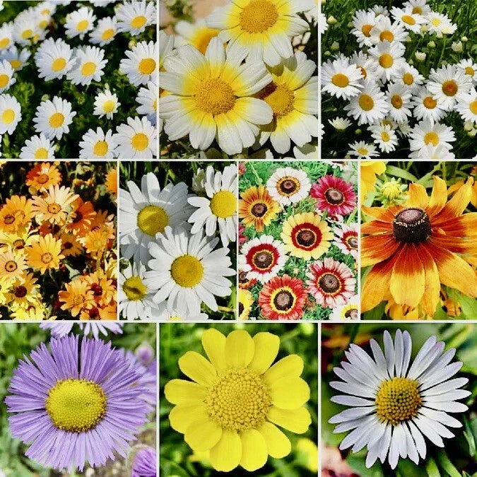 Daisy Flower Seed Mix - 500+ Seeds for Hummingbird Attraction - USA Grown