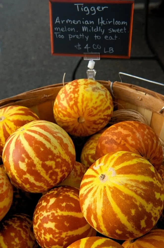 Tiger Melon Seeds 10 Pack | Exotic Cucumis melo var. reticulatus for Gardening