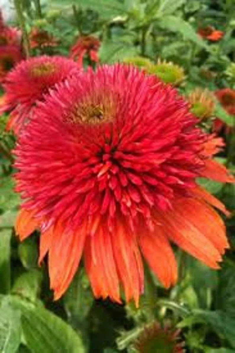 Double Orange Coneflower Seeds - Echinacea purpurea Perennial Flowers - 50 Pack for Garden, Borders & Cut Flowers