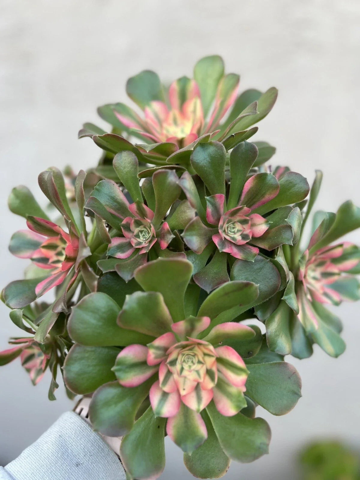 Aeonium Cutting - Perfume Concubine Succulent Plant - Easy Care Indoor Houseplant - Drought Tolerant, Rosette Shape
