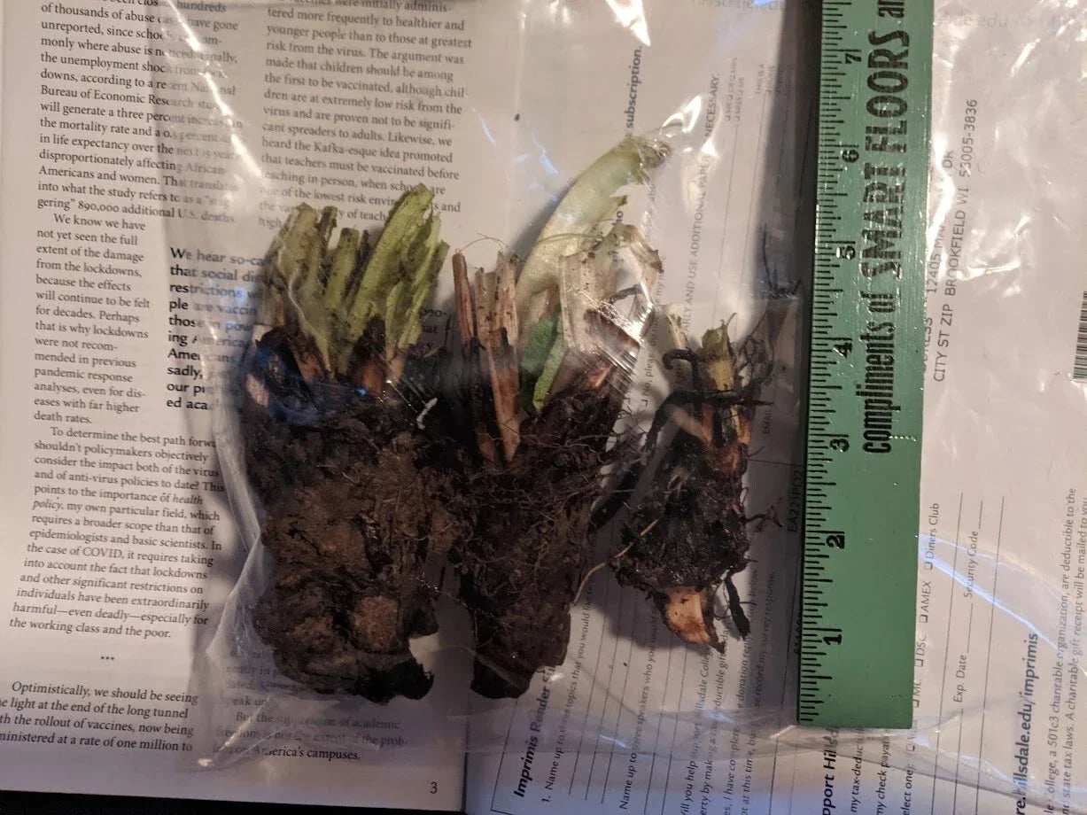 Organic Comfrey Root Crowns - Pollinator Friendly Perennial Herb for Soil Fertility