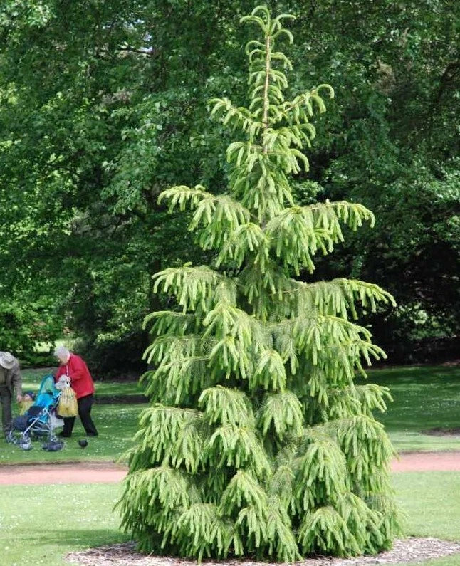 Himalayan Spruce Tree Seeds - Picea smithiana - Weeping Evergreen Bonsai Seeds for Garden & Landscape